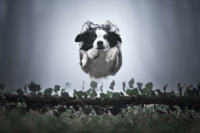 Border collie captured flying through the air mid-jump, one of the incredible shots of dogs in action like superheroes.