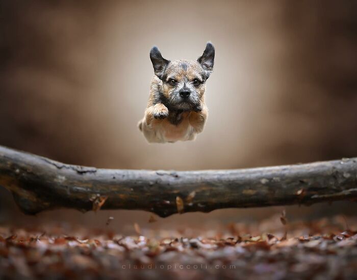 Small dog flying through the air like a superhero above a log in a forest setting, captured in an incredible action shot.