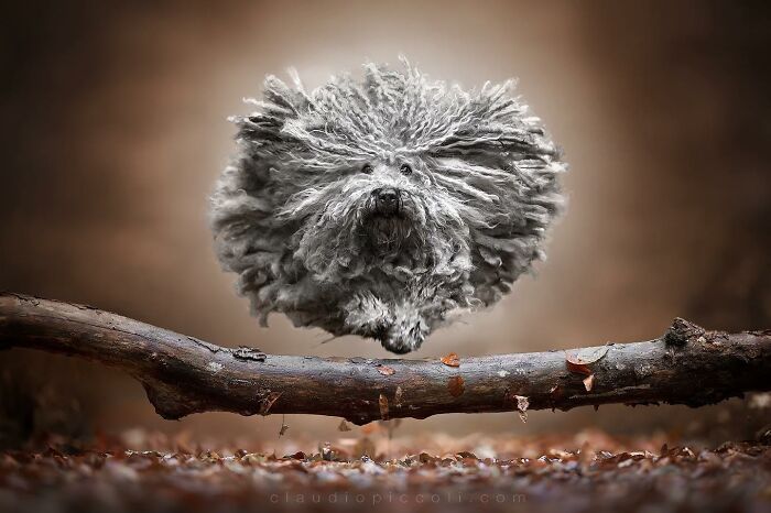 Fluffy dog captured flying through the air over a log in an incredible photographer’s series of dogs like superheroes.