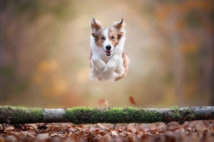 Dog flying through the air like a superhero captured in an incredible action shot by a talented photographer.