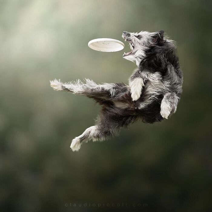 Dog flying through the air like a superhero, captured mid-jump catching a frisbee in an incredible action shot.