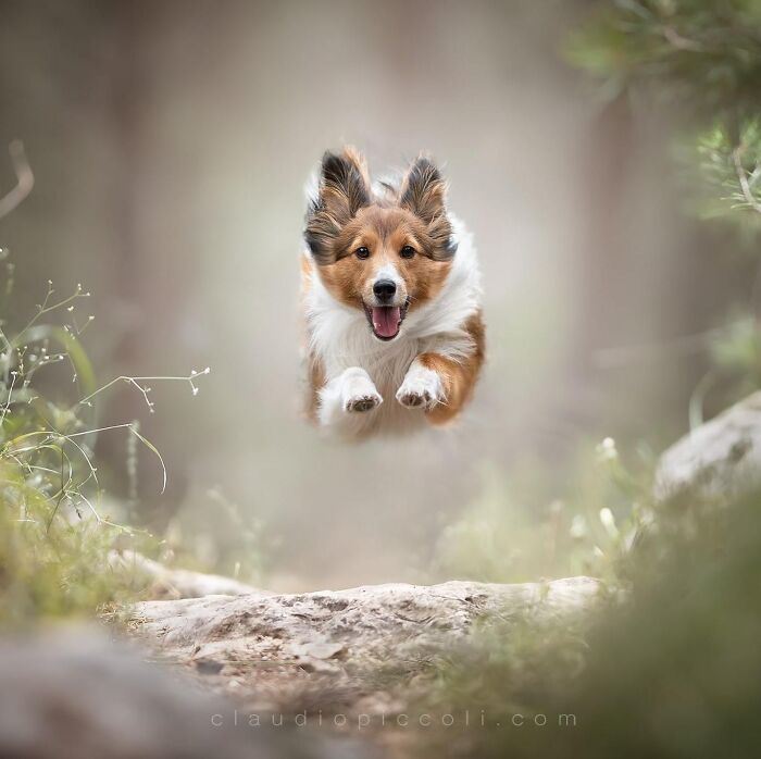 A dog flying through the air mid-jump with ears flapping, captured by a photographer specializing in dogs flying like superheroes.