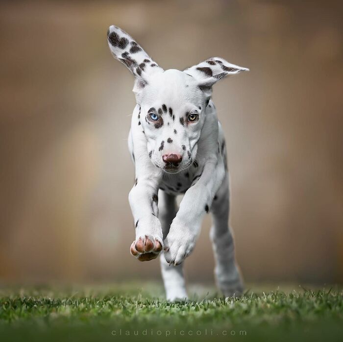 Dalmatian puppy captured flying through the air in an incredible dog photography shot like a superhero in motion.