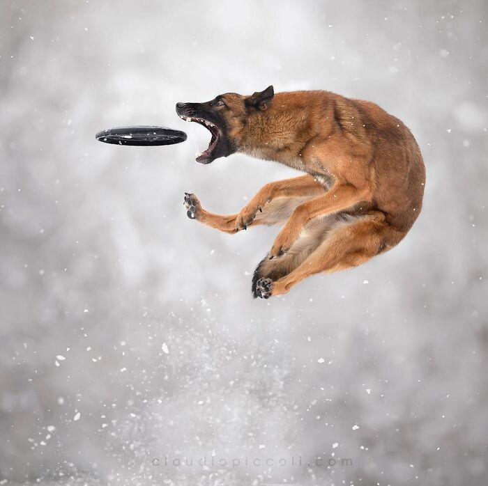 Dog flying through the air like a superhero while catching a frisbee in mid-jump during snowy weather.