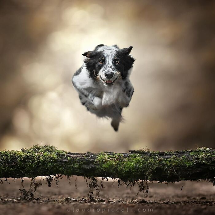 Border collie captured mid-air flying over a log, showcasing incredible dog action photography with a blurred natural background.