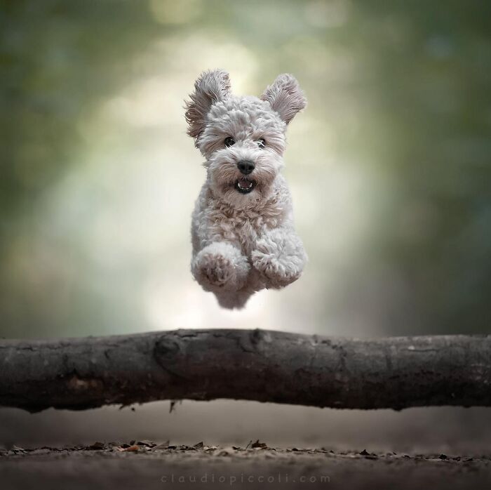Curly dog captured mid-air jumping over a log, showcasing incredible shots of dogs flying like superheroes in action.