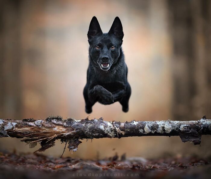 Black dog captured mid-air jumping over a log, showcasing incredible action photography of dogs flying through the air like superheroes.
