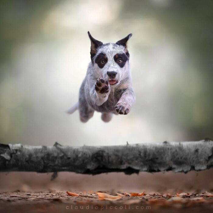 Dog flying through the air like a superhero, captured mid-jump over a log in an incredible action shot.