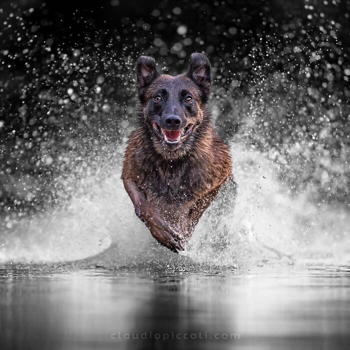 Energetic dog flying through the air with water splashing, captured in an incredible action shot of dogs flying like superheroes.