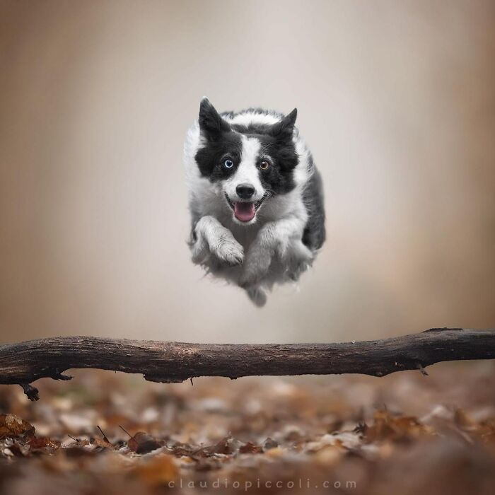 Border collie captured mid-air flying like a superhero over a fallen branch in an outdoor setting, showcasing incredible dog photography.