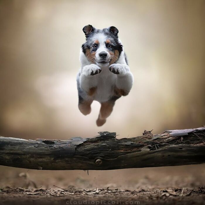 Australian Shepherd dog flying through the air like a superhero over a fallen tree in an outdoor setting.