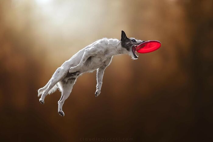 Dog flying through the air catching a red frisbee, captured in an incredible superhero-style action shot.