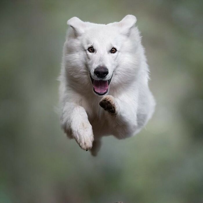 White dog captured flying through the air in an incredible action shot by a photographer specializing in dogs flying like superheroes
