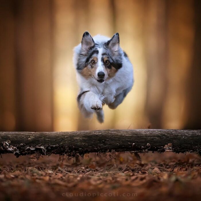 Australian Shepherd dog flying through the air, captured mid-jump in an incredible shot of dogs flying like superheroes.