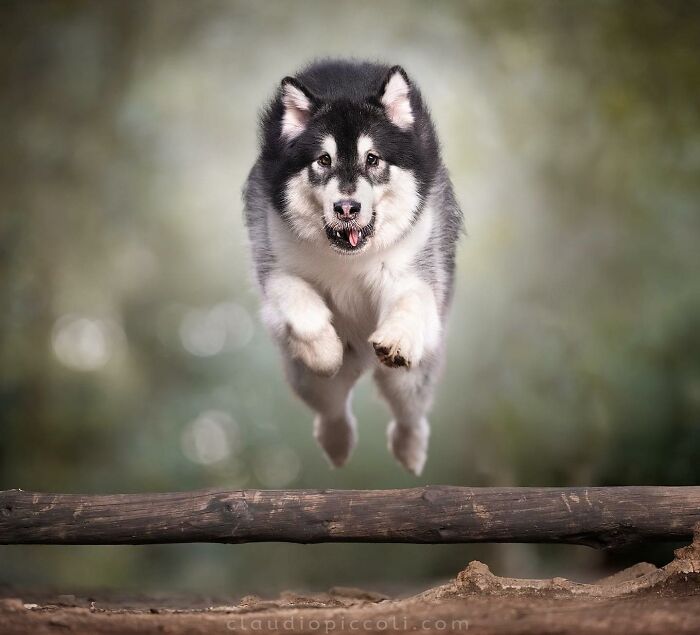 Dog flying through the air like a superhero over a wooden log with a blurred natural background.