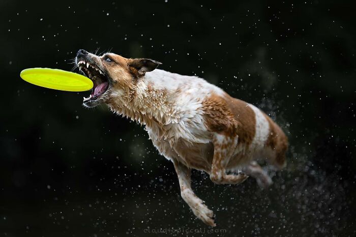 Dog flying through the air like a superhero, mid-jump catching a yellow frisbee in an action-packed photograph.