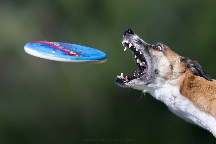 Dog flying through the air like a superhero, mid-jump, about to catch a colorful frisbee during outdoor play.