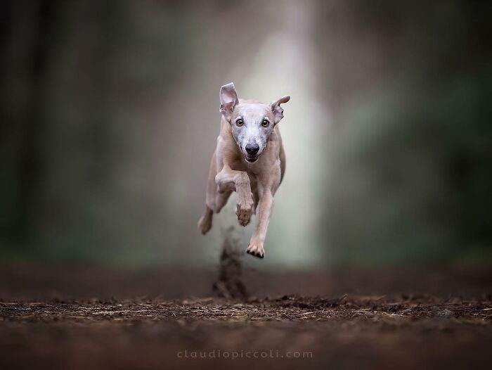 A dog captured mid-air, flying through the air like a superhero in an incredible action shot.