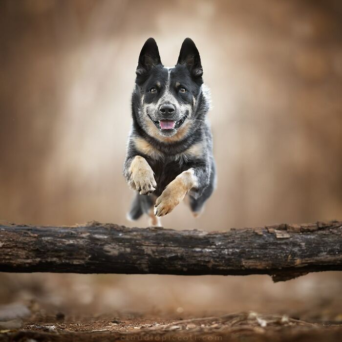 Dog flying through the air like a superhero, captured in an incredible action shot by a skilled photographer.