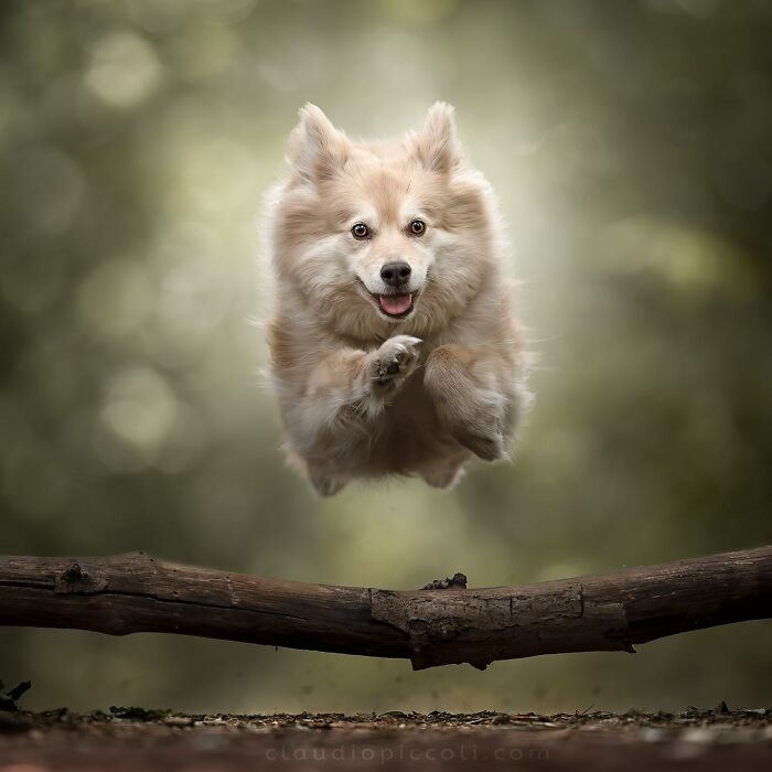 Fluffy dog flying through the air like a superhero captured in an incredible action shot by a photographer.