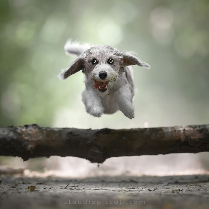 Dog flying through the air like a superhero captured in an incredible action shot by a skilled photographer.