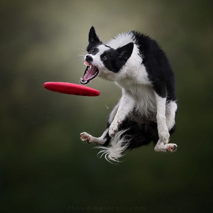 Border collie captured mid-air flying like a superhero while chasing a red frisbee in an incredible dog photography shot.