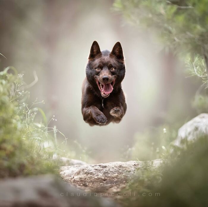 A joyful dog captured flying through the air like a superhero in an incredible action shot.