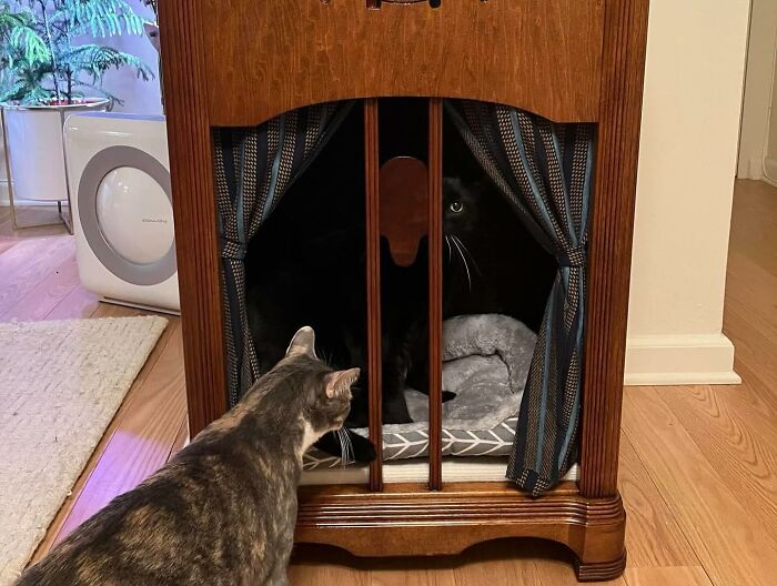 Vintage TV repurposed as a cozy cat bed with curtains and soft bedding, featuring two curious cats inside and nearby.