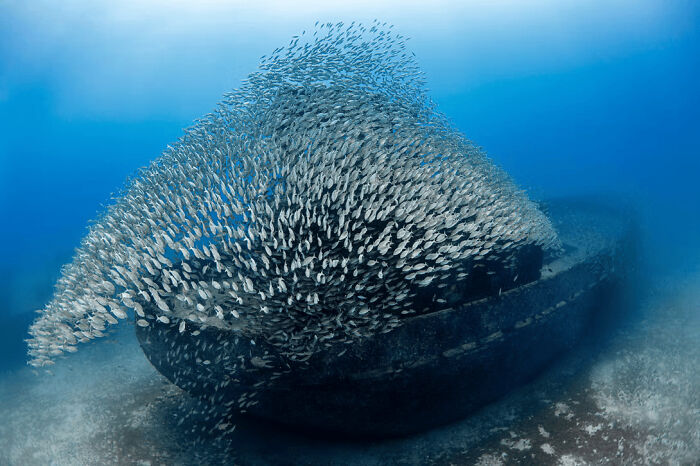 A stunning wildlife photo of a large school of fish swimming over a sunken ship underwater.