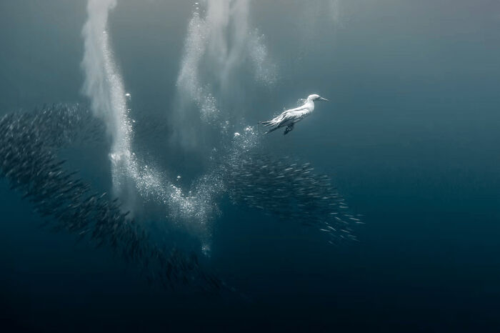 Underwater view of a bird diving into a school of fish captured in stunning wildlife photos from the 2025 awards.