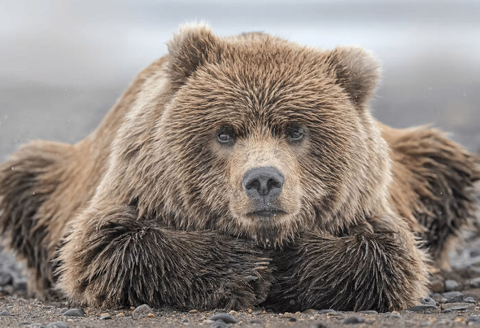 Close-up of a brown bear lying on rocky ground in a stunning wildlife photo from 2025 awards collection.