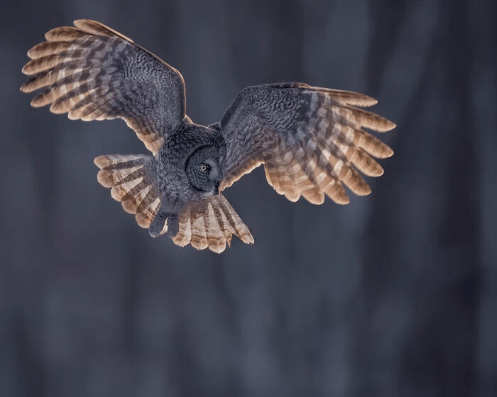 Great grey owl in mid-flight with wings spread wide, featured in stunning wildlife photos from 2025 awards.