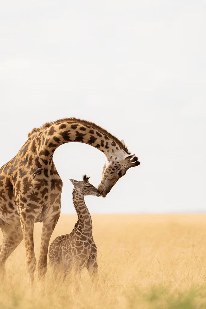 Stunning wildlife photo of a mother giraffe nuzzling her baby in a golden field, showcasing natural animal bonding moments.