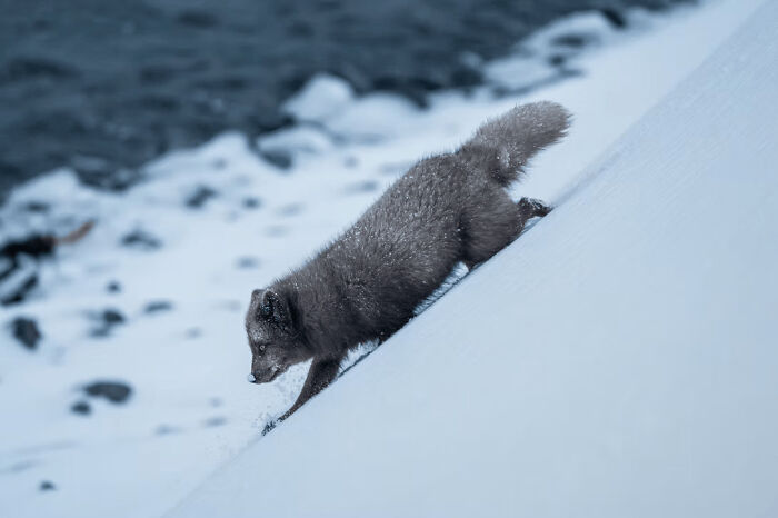 Arctic fox descending a snowy slope in a stunning wildlife photo from the 2025 awards collection.