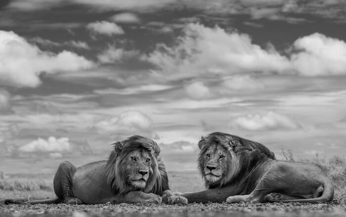 Two majestic lions resting on the ground under a cloudy sky in a stunning wildlife photo from 2025 awards.