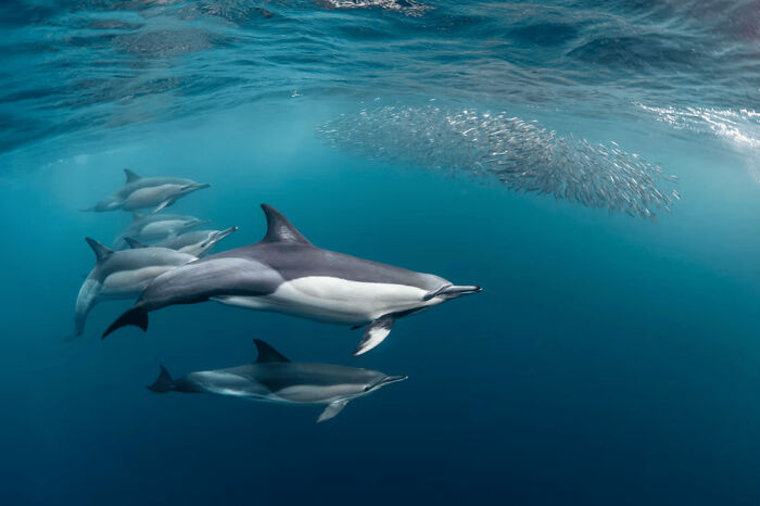 A group of dolphins swimming underwater near a school of fish in stunning wildlife photography.