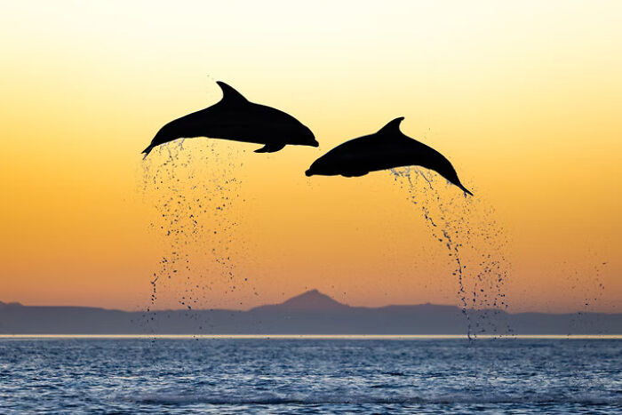 Two dolphins leaping out of the ocean at sunset in stunning wildlife photos from 2025 awards.