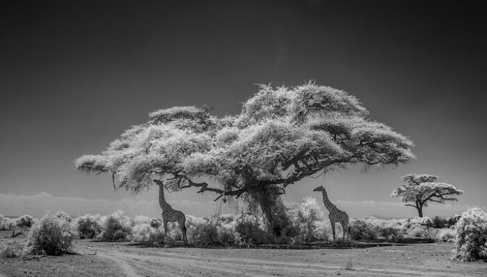 Black and white photo of giraffes standing under a large tree in a stunning wildlife scene from 2025 awards.
