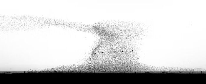 A stunning wildlife photo showing a massive flock of birds creating a dynamic shape in the sky at the 2025 awards.