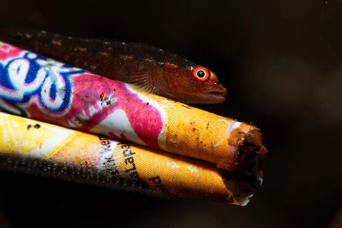 Close-up of a small fish resting on colorful paper tubes in a stunning wildlife photo from the 2025 awards.