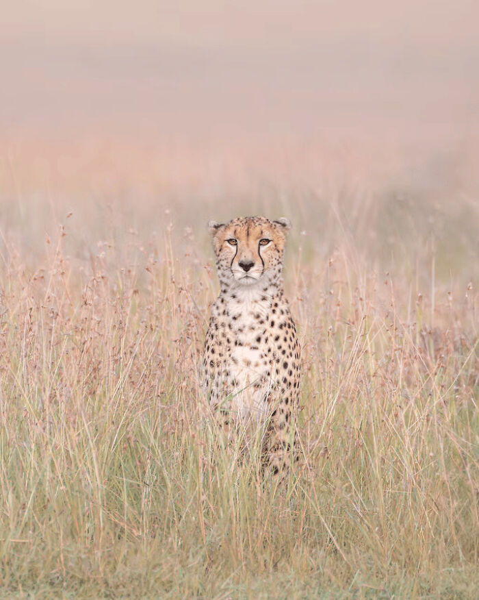 Cheetah sitting quietly in tall grass, showcasing stunning wildlife photography from the 2025 awards collection.
