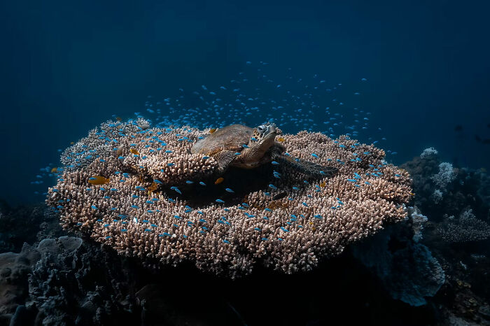 Underwater wildlife photo of a turtle resting on a coral reef surrounded by small colorful fish in deep blue ocean.