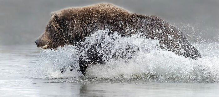 Brown bear running through shallow water creating splashes in a stunning wildlife photo from 2025 awards collection.