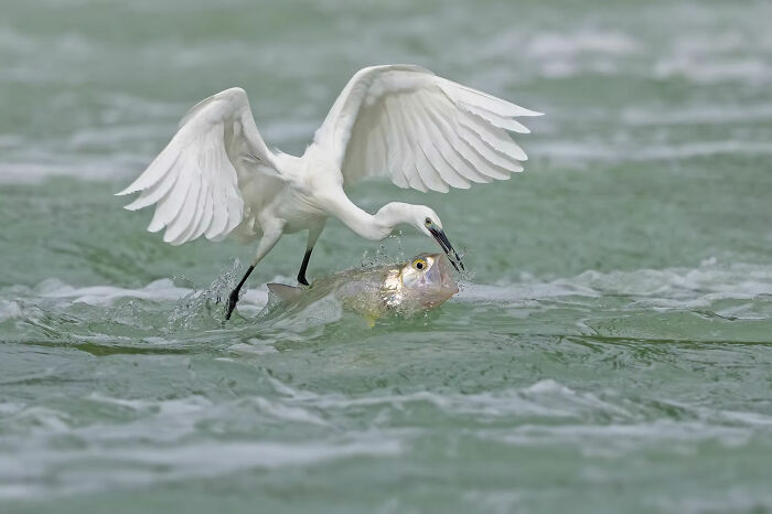 Egret catching a fish in water, a stunning wildlife photo showcasing nature's raw moments from the 2025 awards.