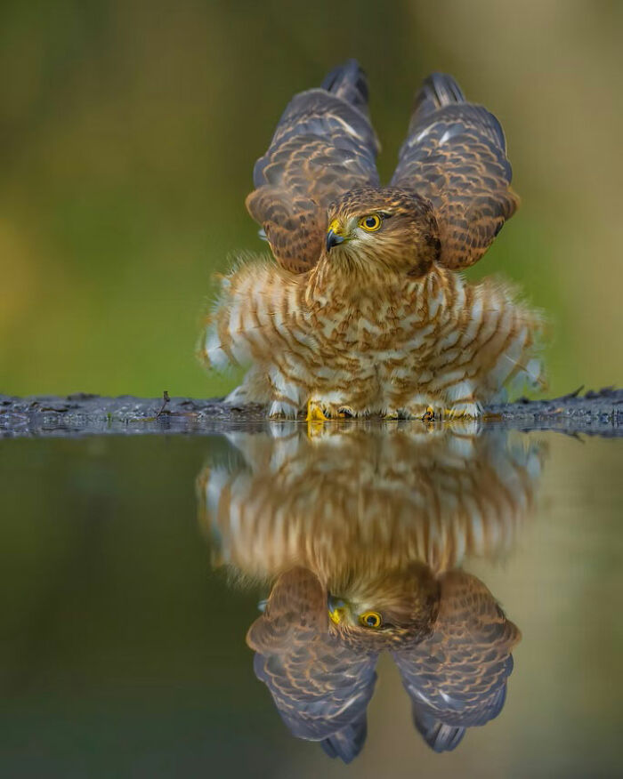 Young hawk with wings raised near calm water, showing a clear reflection in stunning wildlife photography.