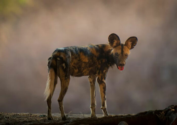 Wild African painted dog standing on rocky ground captured in stunning wildlife photo with soft blurred background.