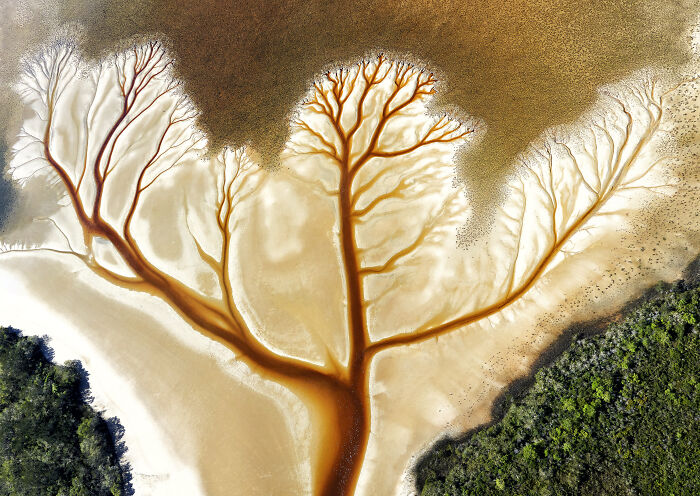 Aerial shot of a river delta resembling tree branches with surrounding sand and vegetation in warm tones.