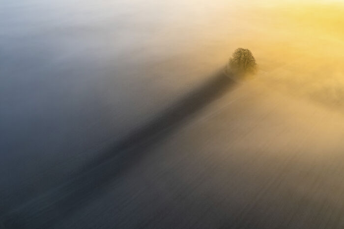 Aerial shot of a lone tree casting a long shadow over foggy landscape at sunrise, part of winning aerial shots collection.
