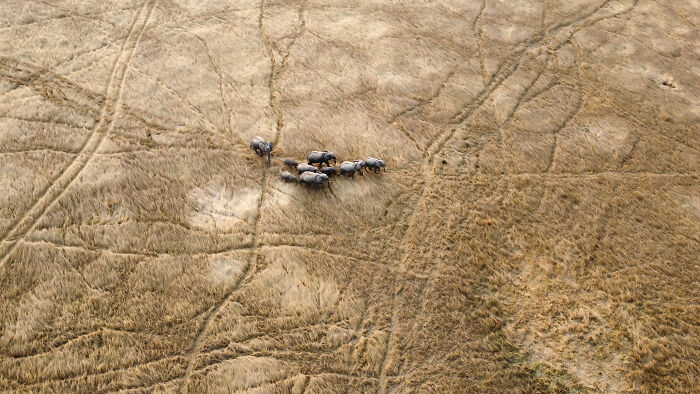 Aerial shot of a small herd of elephants walking across a textured dry grassland captured by an international photographer.