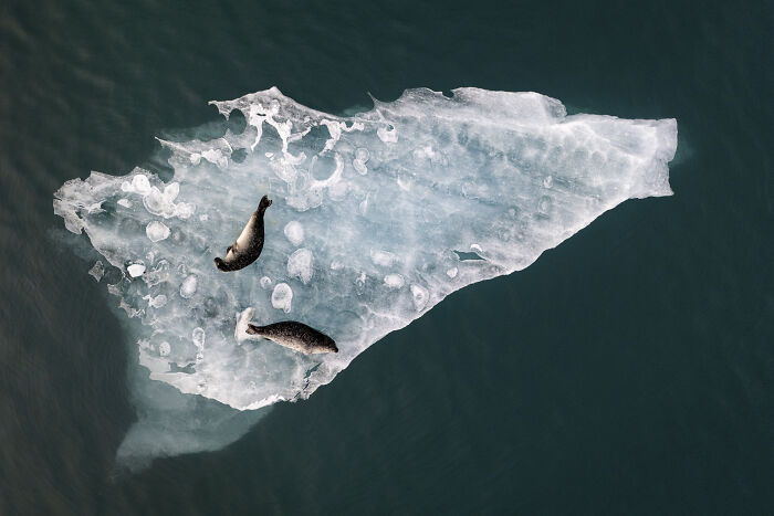 Two seals resting on a large ice floe in dark water captured in a winning aerial shot.